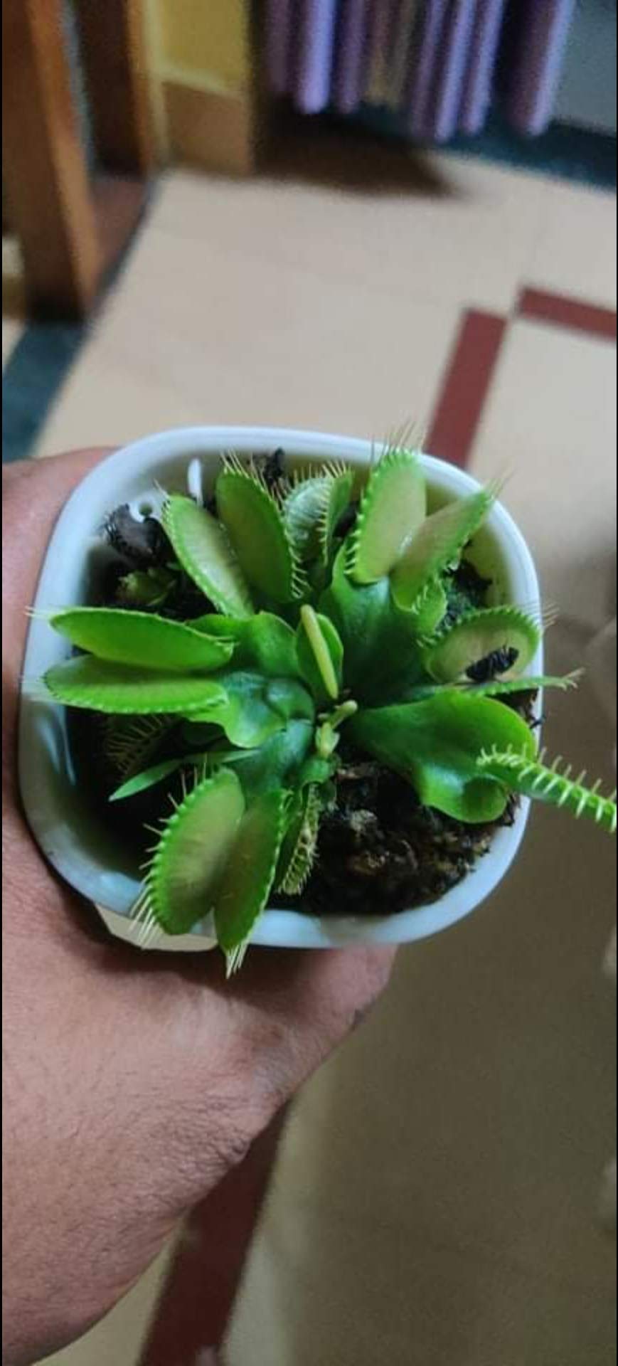SHOP-SPEND-REPEAT one small live Venus Fly Trap plant insectivorous plants carnivorous plants rare plants exotic plants (B091FNW3CZ) Amazon Price History, Amazon Price Tracker