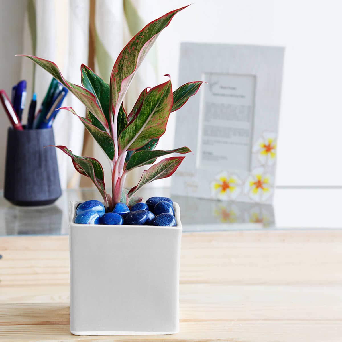 Ugaoo Square Ceramic Pot - Big, White (B01J5YS6QQ) Amazon Price History, Amazon Price Tracker