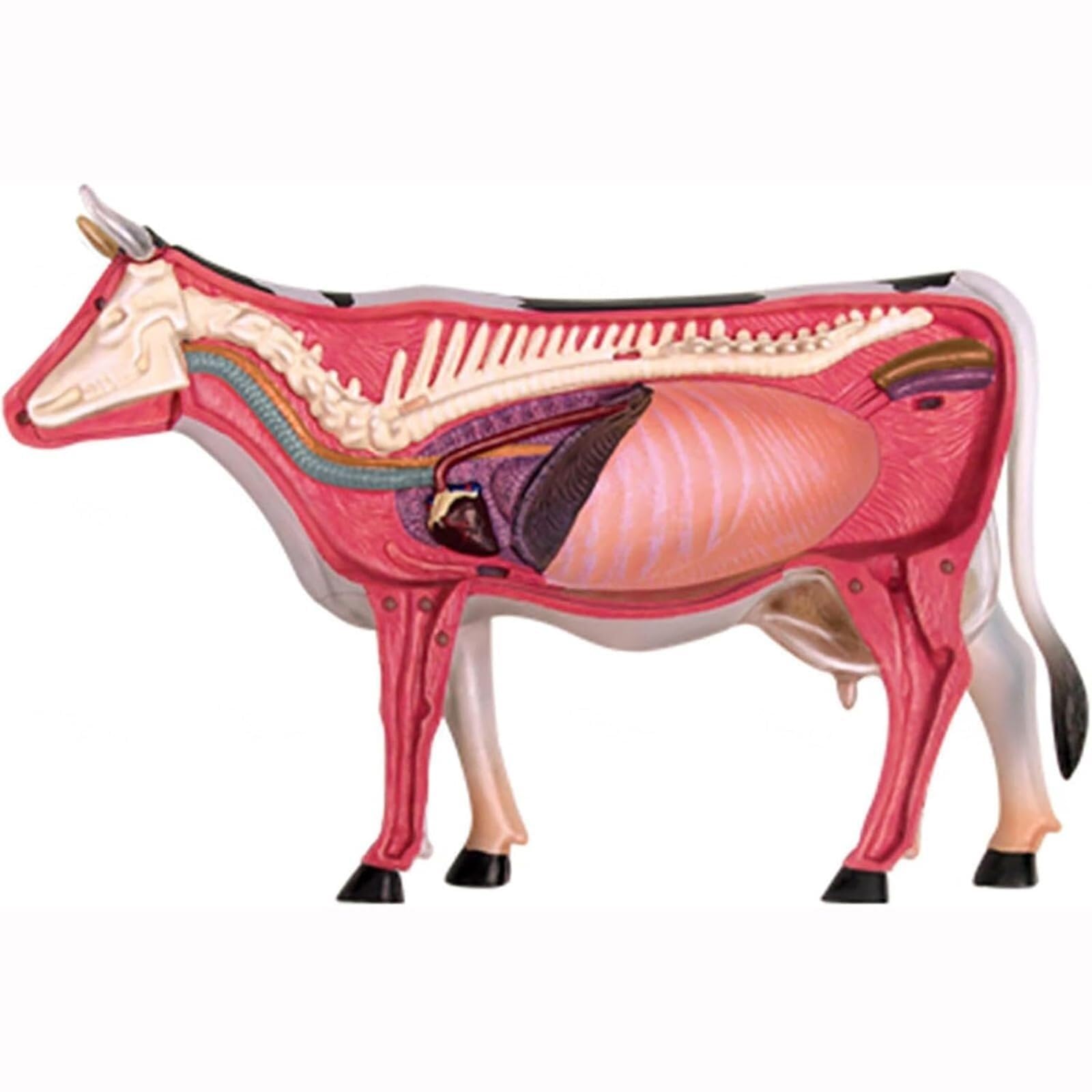 Modelo de Coanatomía 4D, Biología extraíble, 29 Piezas Modelo de Koorgán y Esqueleto para Clínica de Mascotas Educación Veterinaria Demostración de Educación Escolar