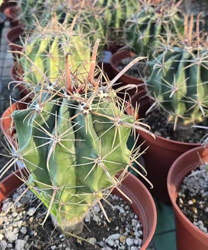 Live Ferocactus Emoryi Barrel Cactus Plant, Green with White Spines,