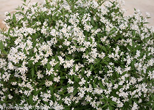 4.5 In. Qt. Yuki Snowflake (Deutzia) Live Shrub, White Flowers #TOP1