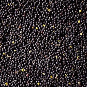 Naturhaus Kaiser Rapssamen 2kg Top Qualität