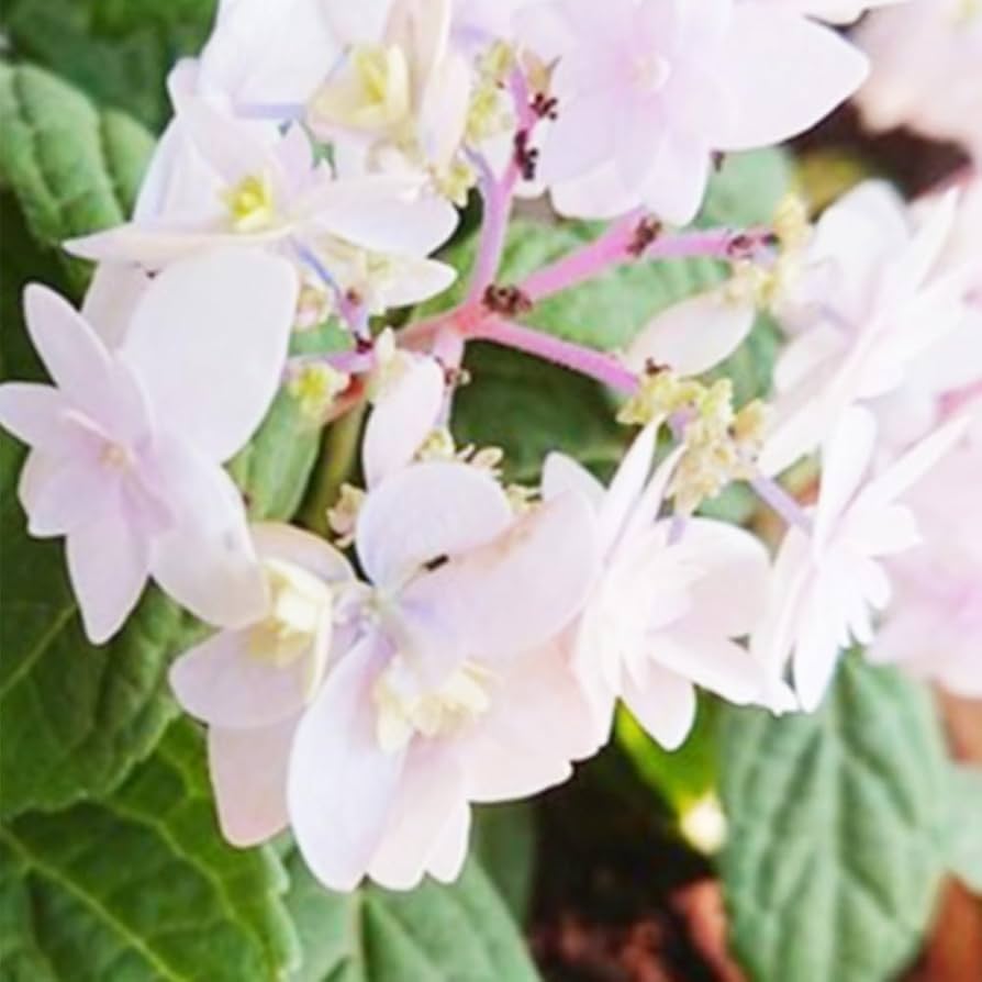 紫陽花苗　色々　１ポット 楽天市場】紫陽花 ガーデンアジサイ 【キュート】 5号ポット苗