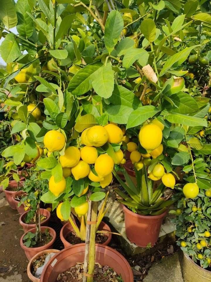 Hybrid all season kagzi lemon tree live plant (Pack of 2) (B0CRL3Y828) Amazon Price History, Amazon Price Tracker