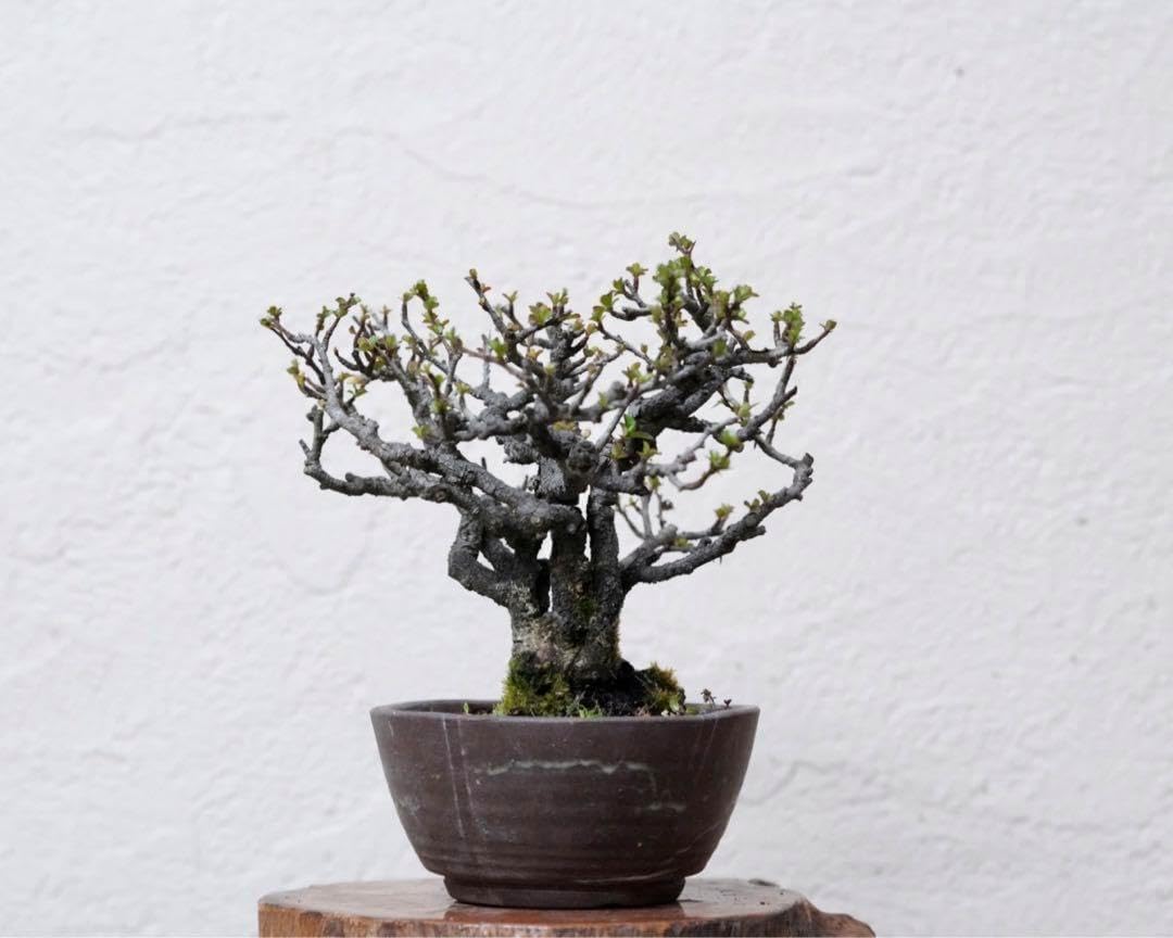 亦盆栽 長寿梅 紅花 小品盆栽 鉢ごと発送