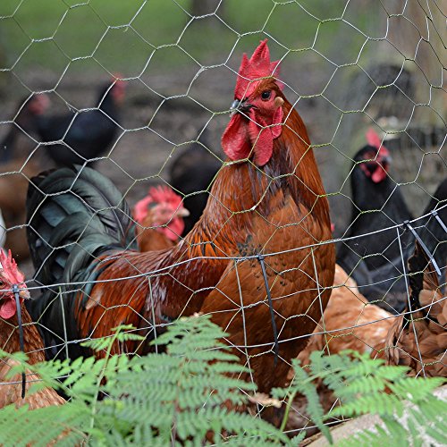 NIEDERBERG METALL chainlinkomheining zeshoekig gevlochten draadomheining volièregaas gaas rol 15 m hoogte 0,5 m MW 25 x… - Image 6