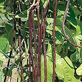 David's Garden Seeds Bean Pole Red Noodle 2826 (Red) 50 Non-GMO, Heirloom Seeds