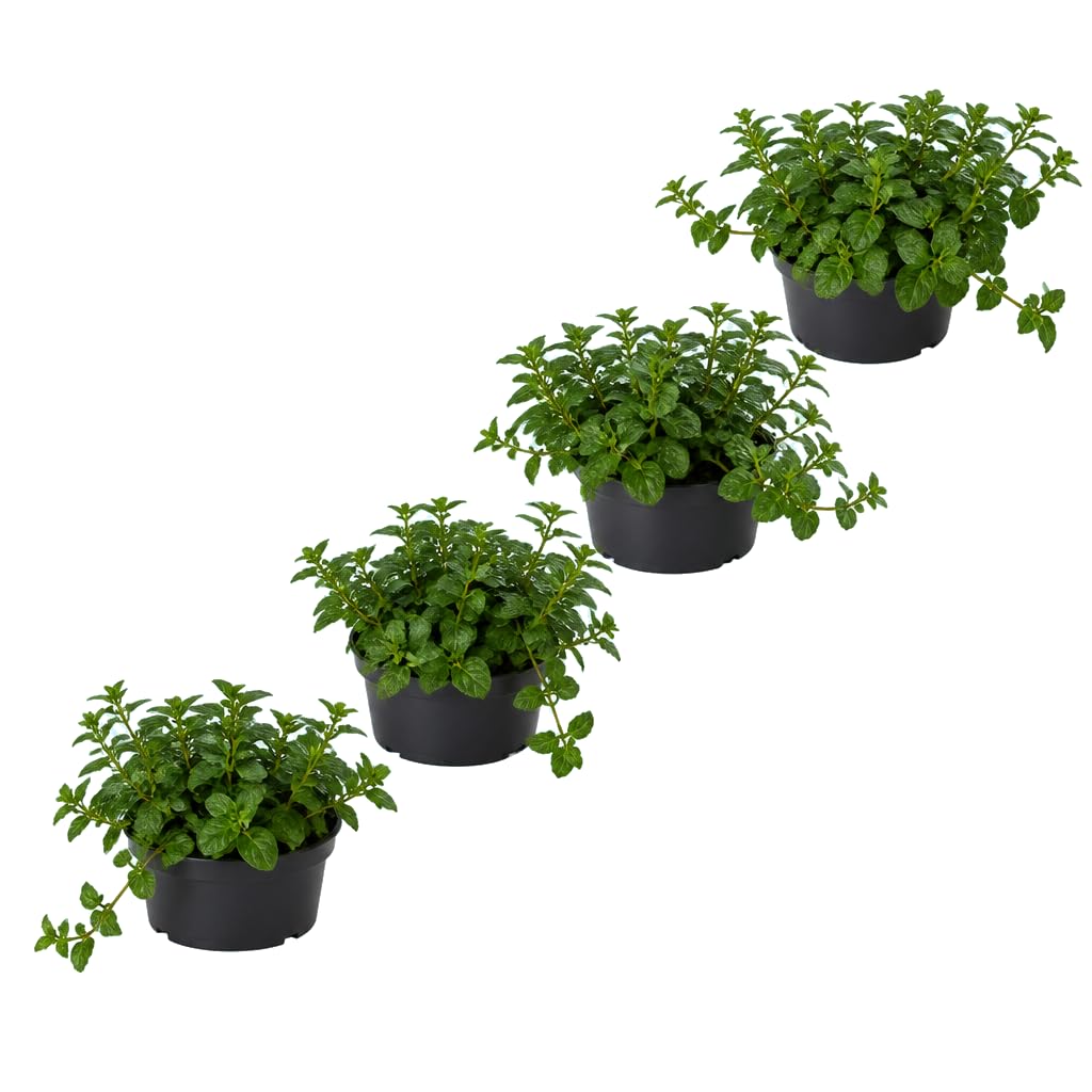 Lote de 4 Plantas Mentha Piperita Menta Piperita | DECOALIVE | 25-30 cm de Altura | para Espacios Pequeños