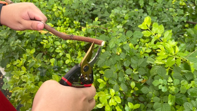 Professionnel Titane Tonceaux De Jardin, Tonceaux De Jardin Tonceaux De Jardin Tonceaux De Jardin Tonceaux De Jardin Tonceaux De Jardin Cadeau Noir 99083371