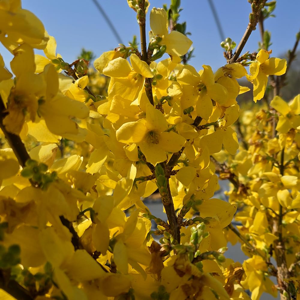 Green Promise Farms Show Off Forsythia