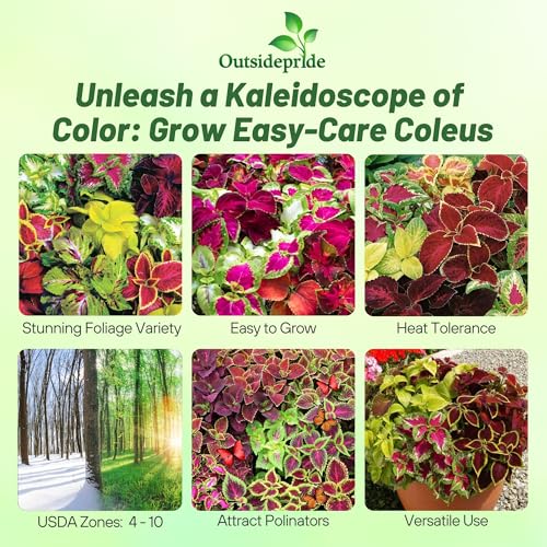 Outsidepride Rainbow Mix Coleus Seeds for Planting - 10,000 Pcs Annual, Compact, & Easy to Grow, Flower Seeds with Serrated Foliage, Ideal for Shaded Areas, Containers, Borders, & Gardens