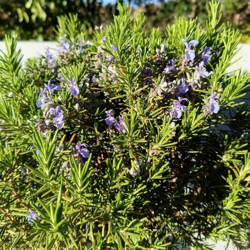 semi di rosmarino resistente all'inverno - decorative, giardino, per balcone di vecchie varietà 100pcs