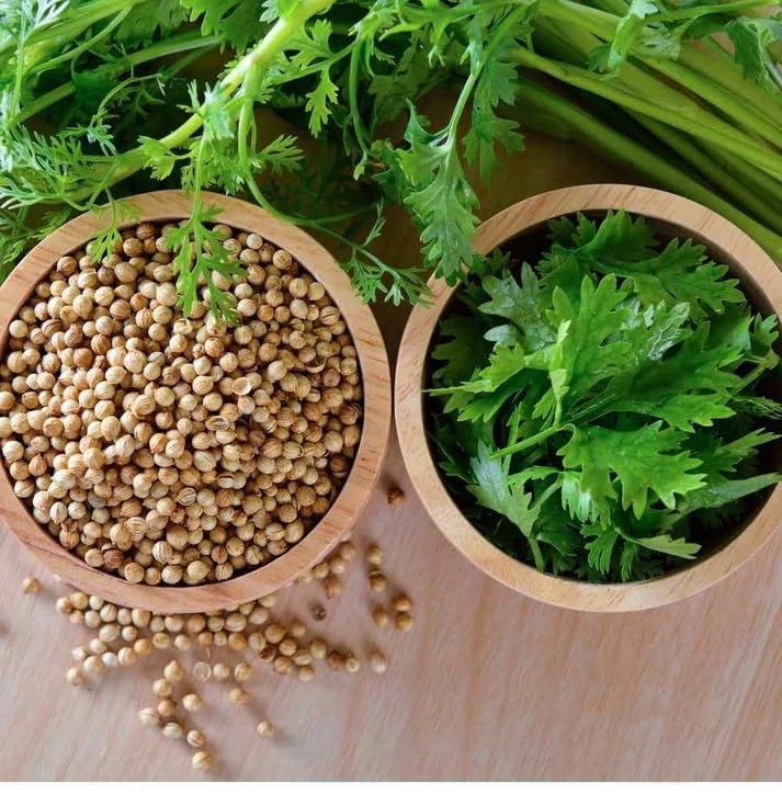 Zeniso® Coriander (Dhaniya) Hybrid Seeds, Indian Vegetable Seeds, High Germination Seeds For Home & Garden (B0CZHG3TY8) Amazon Price History, Amazon Price Tracker