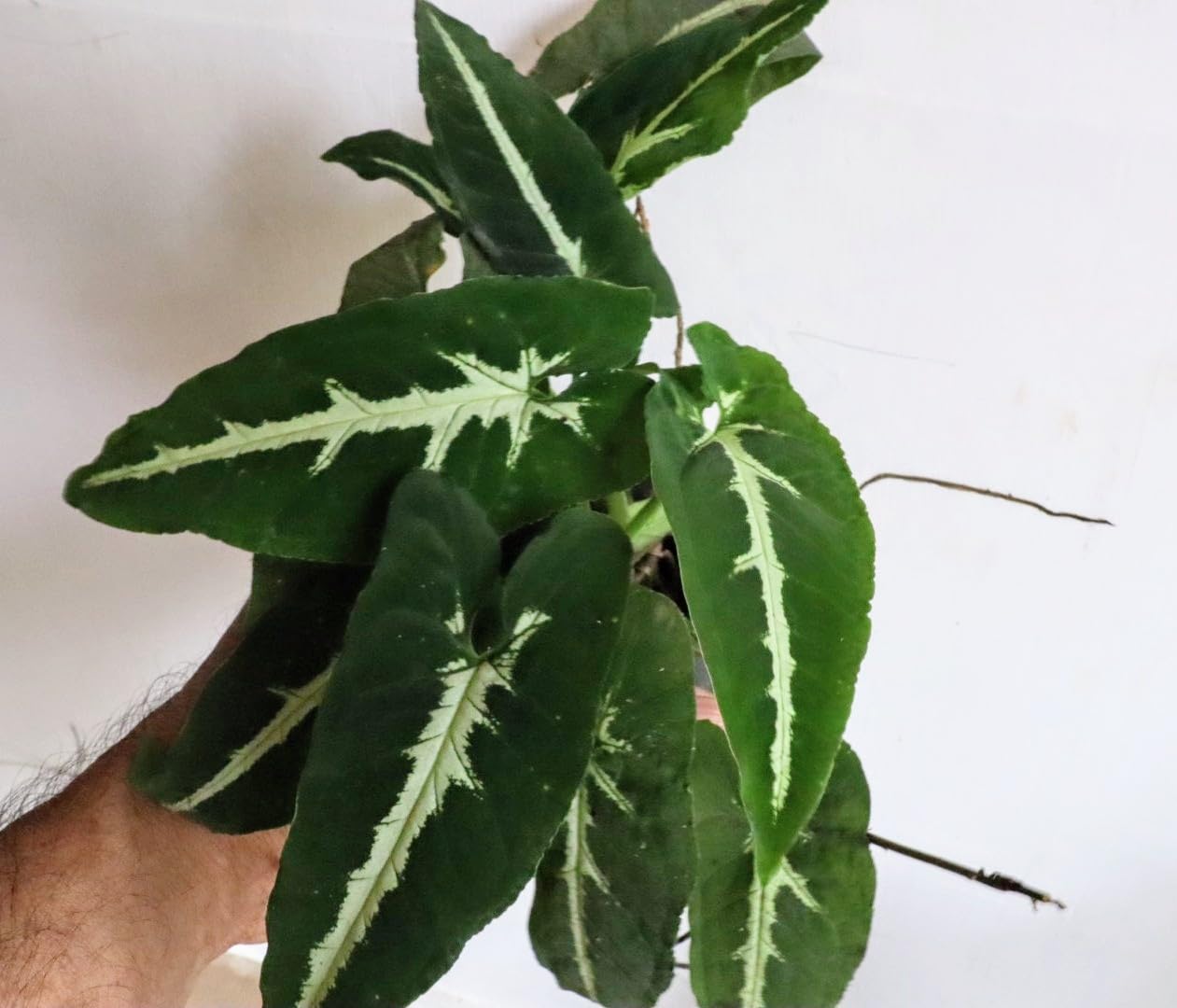 Planthousecorp Syngonium Wendlandii Velvet Arrowhead Indoor Air Purifying Natural Live Plant in Pot-picture-10