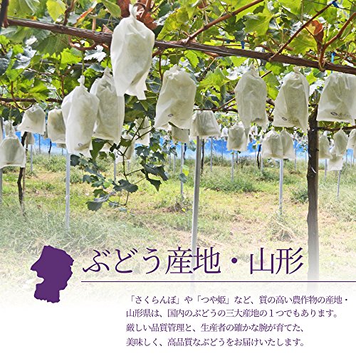 グルメ&ギフトお取り寄せ山形eLab 山形県産 秀品 シャインマスカット の商品画像 1
