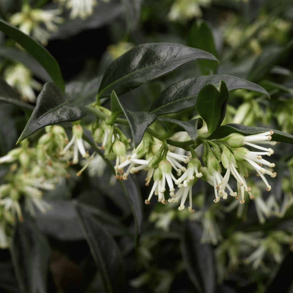 Sarcococca confusa - Fragrant Winter Blooms - Evergreen Shrub for Shade - Easy to Grow - 2m Height, 1m Spread - 2X 3 Litre Potted Plants by Thompson & Morgan