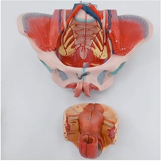 Anatomy Model Pregnancy, Medical Anatomical Female Pelvis Model, Female Pelvis Model Pelvic Floor Muscle and Neurovascular Lumbar Pelvis Anatomy with Removable Organs, 4-Part,