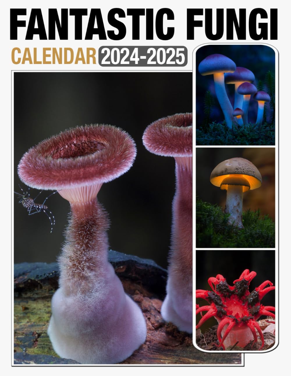 Fantastic Fungi Calendar 2024, 2025: 24-Month Calendar Covering Jan 2024 to December 2025, US Holidays