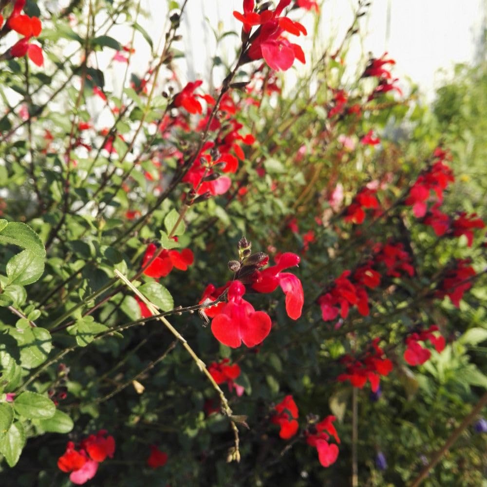 Salvia 'Royal Bumble' | Hardy Perennial with Scarlet Flowers | Bee & Butterfly Friendly Border Plant | Compact Garden Shrub for Pots & Containers - 3 Litre Pot x 1 By Thompson & Morgan
