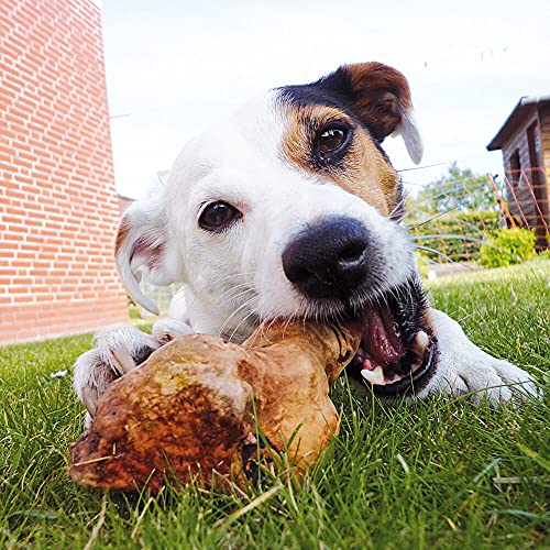 Schecker Kauwurzeln Gr: S - das Kauspielzeug - die Kauwurzeln für Hunde - Keine Kalorien - hypoallergen - natürlich - langlebig - 1 Stück - S - 125-250g