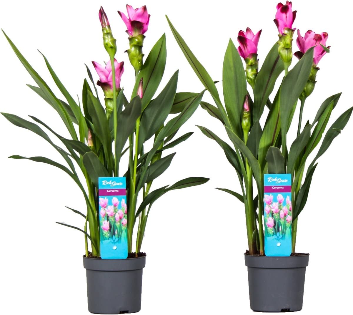 Plantas de Cúrcuma Naturales - Pack 2 Plantas - Plantas Aromáticas y Culinarias