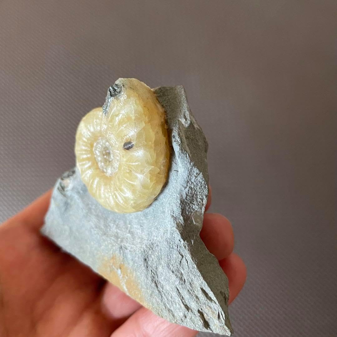 イングランド産 アンモナイト アステロセラス 母岩付き化石 採取カード付き 鉱石 イングランド産 アンモナイト アステロセラス 母岩付き化石 採取カード