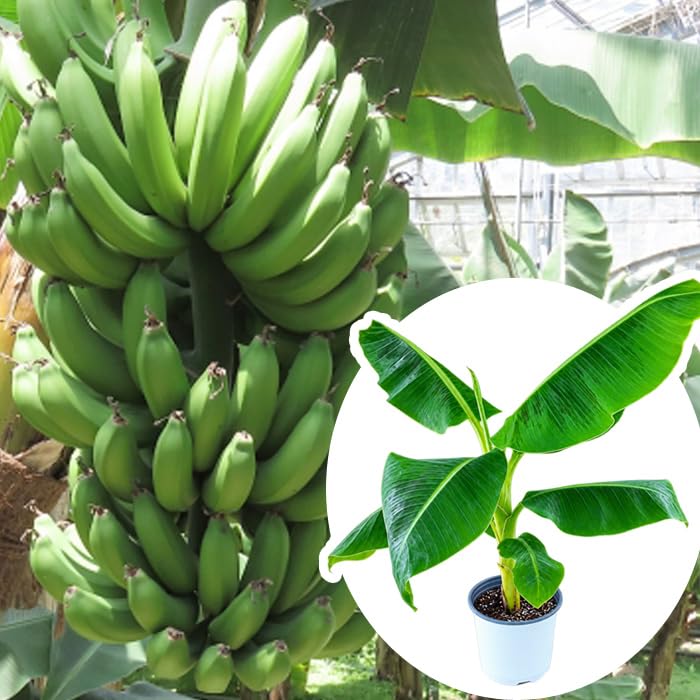 Amazon.co.jp: 三尺バナナ 苗 15cmポット 大苗 草丈低くても結実