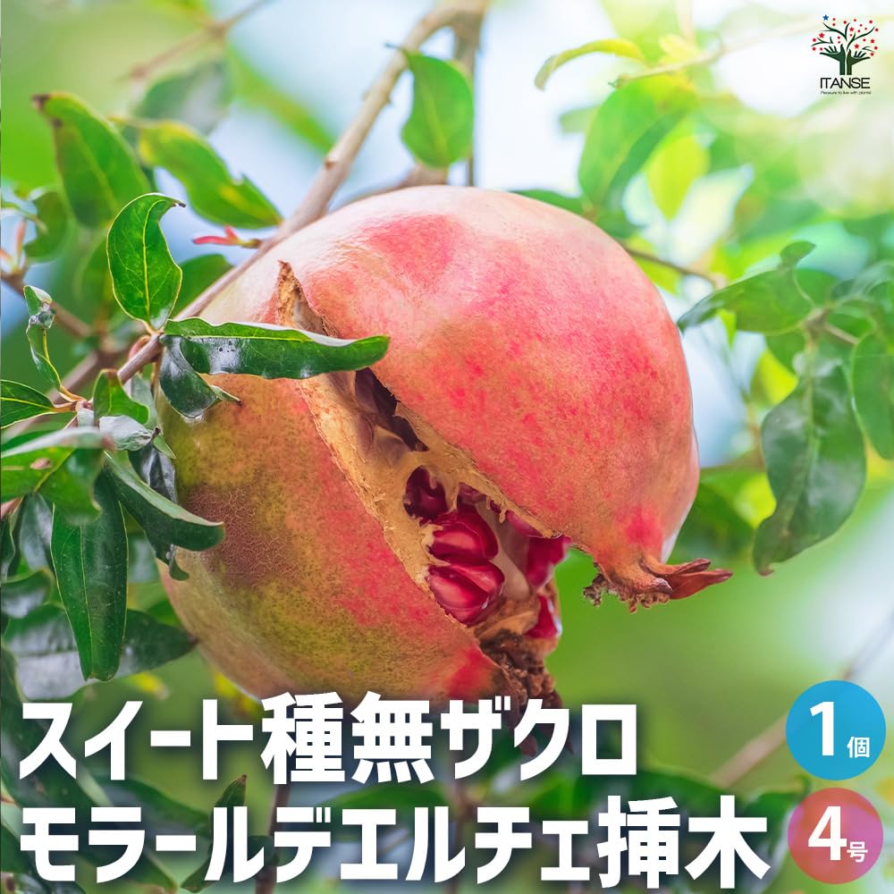 Amazon.co.jp: ITANSE ザクロの挿木 スイート種無ザクロ