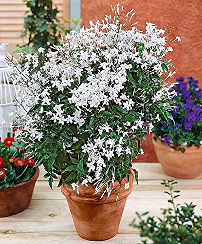 See full amazon price history chart for EdensField Rare Imported EdensField - Jasminum sambac" Arabian jasmine" Plant (1 Healthy Plant In Polybag) New EdensField Rare Imported EdensField - Jasminum sambac" Arabian jasmine" Plant (1 Healthy Plant In Polybag) New (B09L7QT4D7) Amazon Price History, Amazon Price Tracker