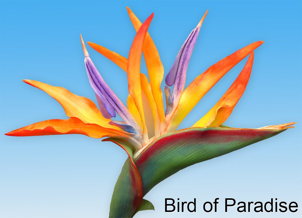 Cornhusk Veiner by World of Sugar Art