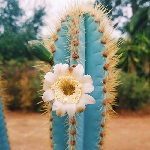 Pilosocereus | Cactacee-O-R Cactus E Dintorni: Il Sito Per - Foto 3