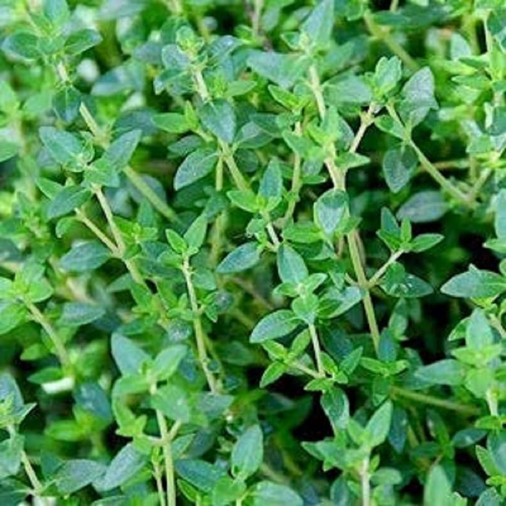 Thyme Plants, 'English Thyme', 6 x Plug Plant Pack, Herb Plants, Garden Herbs, Indoor or Outdoor, Garden Ready and Ready to Plant, Premium Quality Herbs