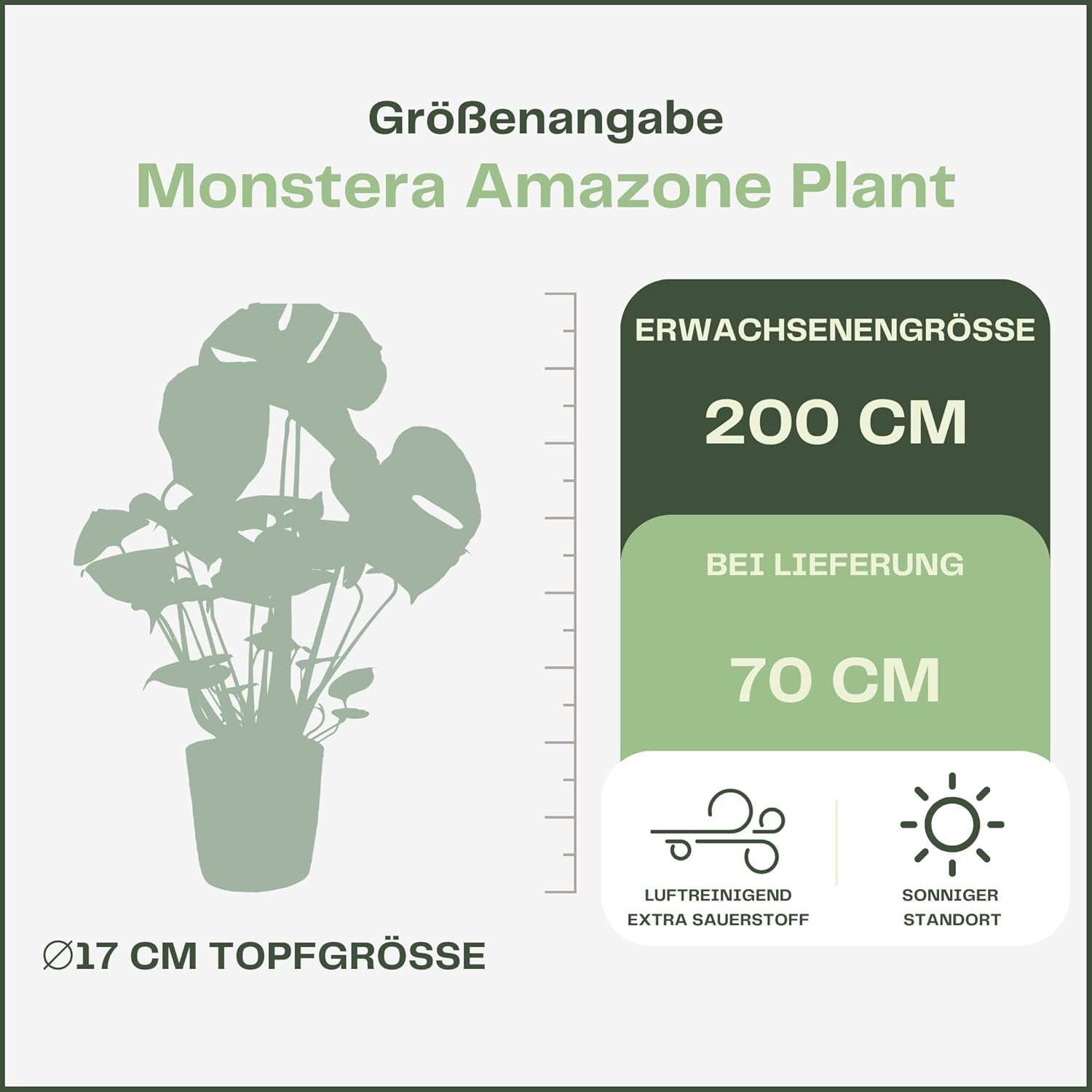 Happy Plants Monstera Deliciosa fensterblatt/lochpflanze 70 cm hoch, 17 -  Zimmerpflanzen Gro - Luftreinigende Pflanzen - Frisch aus der Grtnerei  (mit Topf, 70 cm) : Amazon.de: Garten