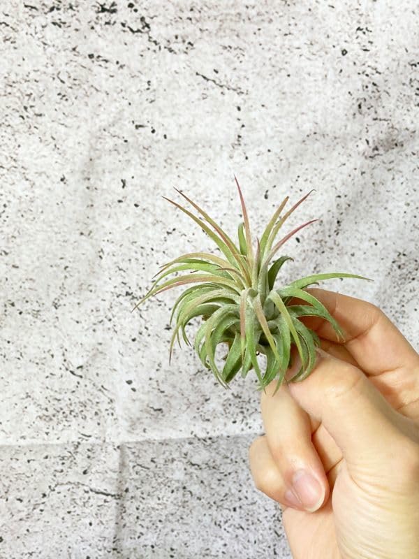 Amazon.co.jp: Frontier Plantsチランジアイオナンタルブラ T