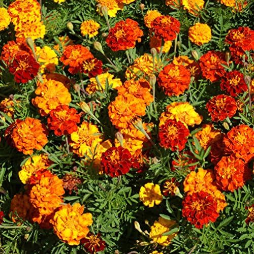 Outsidepride French Marigold Seeds Mix - 1000 Pcs Annual, Compact, Heat & Drought Tolerant Flower Seeds for Planting w/Orange & Yellow Prolific Blooms, Ideal for Vibrant Pollinator Gardens