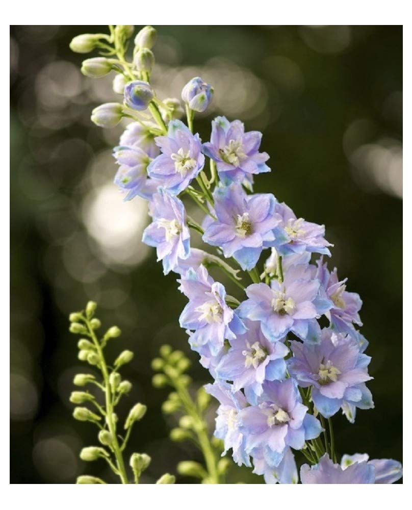 PREMIER SEEDS DIRECT - Delphinium Dwarf Seeds - Magic Fountain Series - Sky Blue with White BEE (600 Seeds)