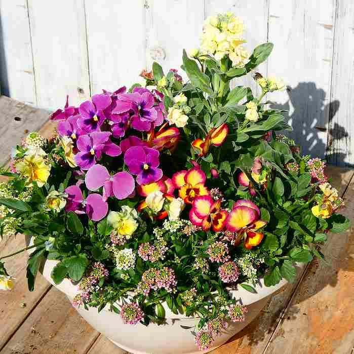 お花寄せ植えビオラ