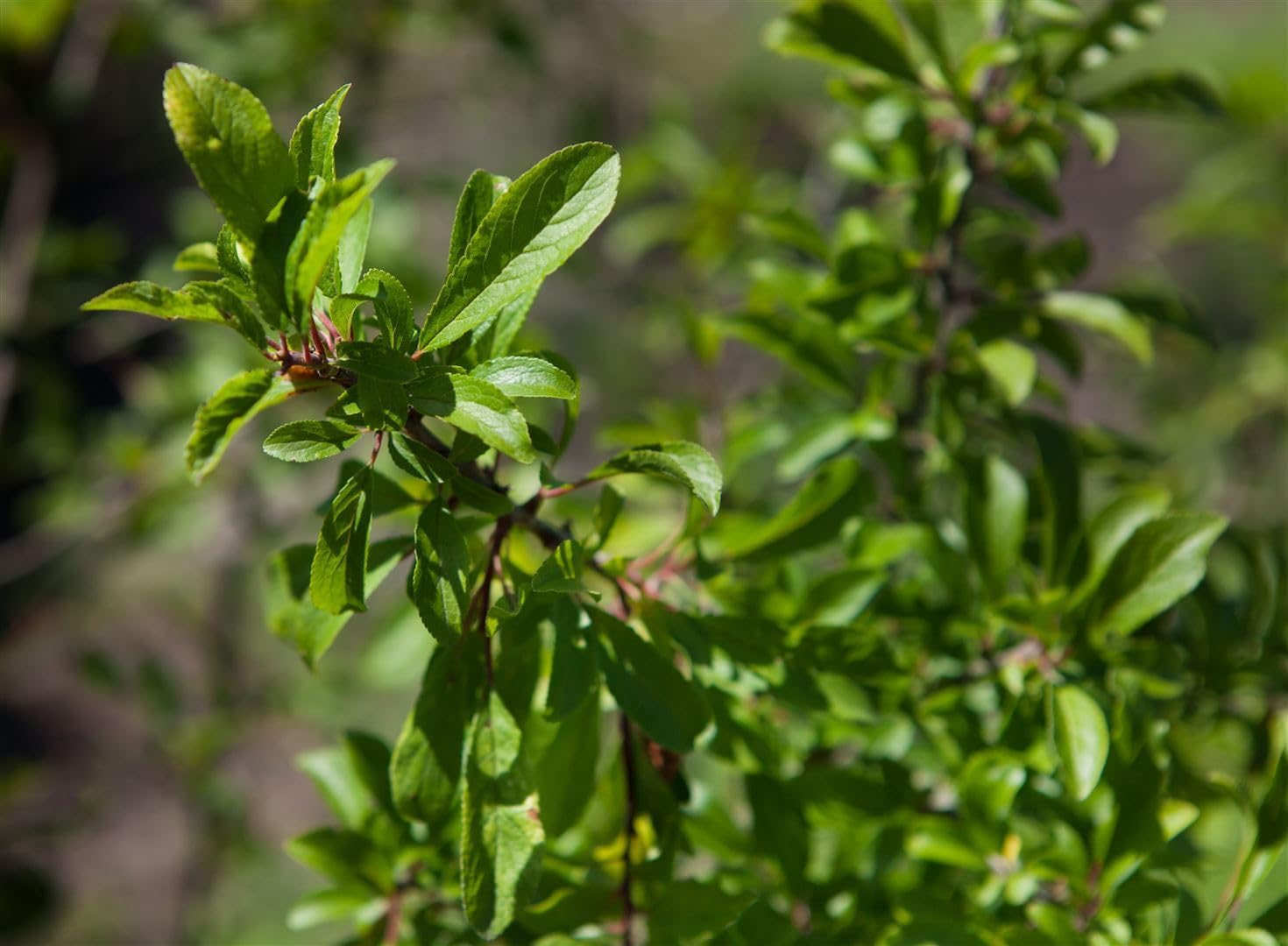 Schlehe Prunus spinosa 125-150 cm Heckenpflanze winterhart | Bienenweide, Vogelnährgehölz, schnittverträglich, sonnig bis halbschattig, robust, ideal für Naturhecken und Wildobst