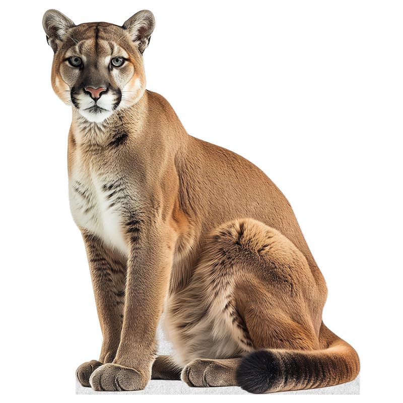 Cougar - Life Size Cardboard Cutout Standup People with Support Standee | Animals -
