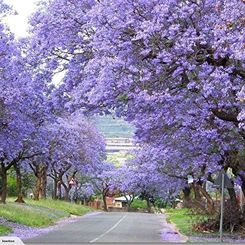 11.11 Großer Verkauf! 50 / bag schnell wachsenden lila Paulownia Samen seltener Baumsamen für zu Hause pflanzen Dekoration - Image 4