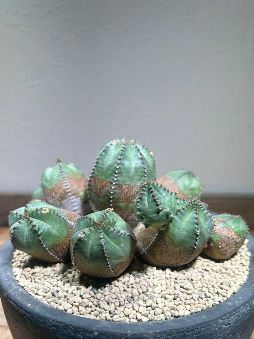 発根済み オールド オベサ 群 ユーフォルビア 木質化 陶器鉢のままの苗