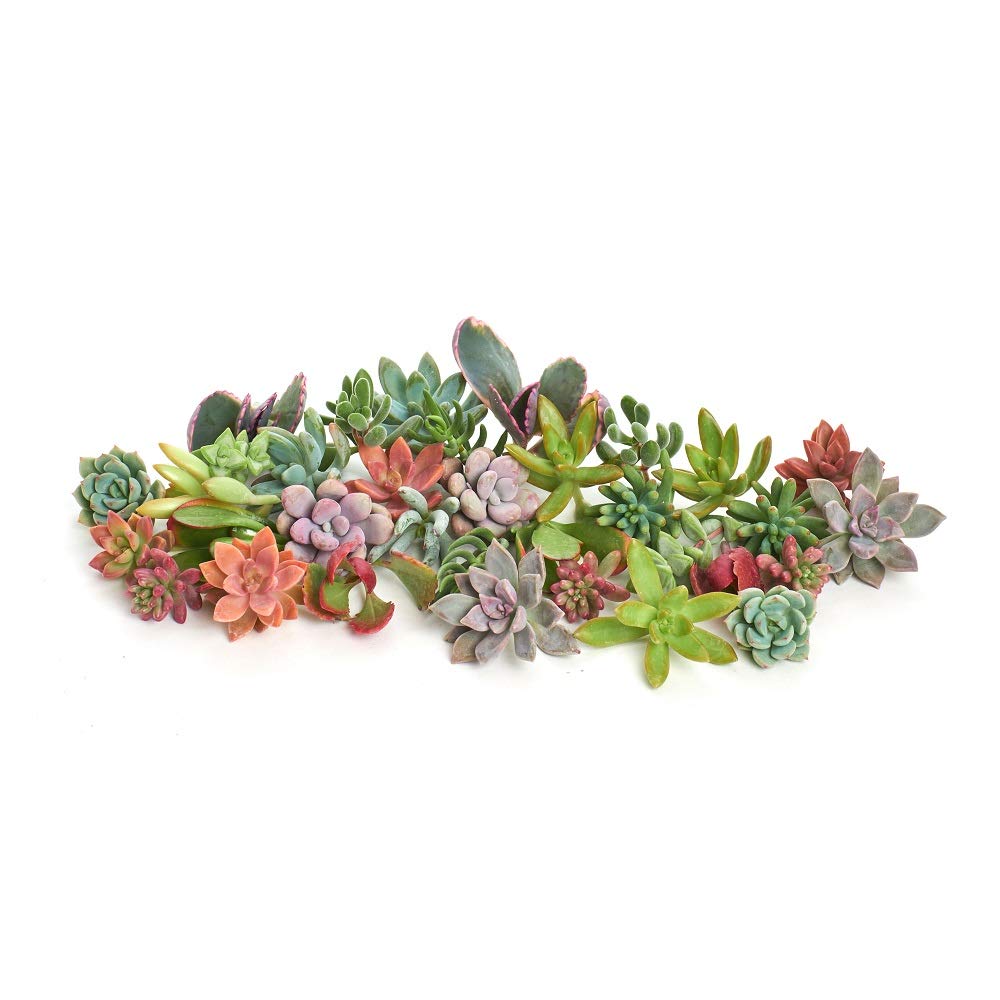 Kit 30 Cactus y Suculentas en Maceta Pequeña Kit Ahorro Plantas Naturales