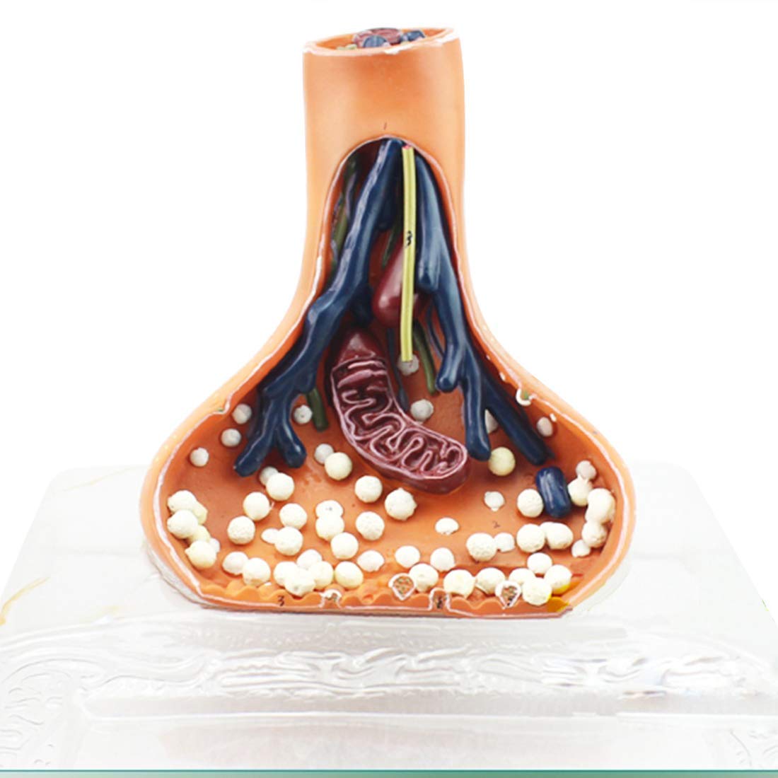 GTHTUHFD Educational Model Synaptic Model, Human Anatomy And Neuroanatomy Are Suitable For Medical Teaching.,Medical Models