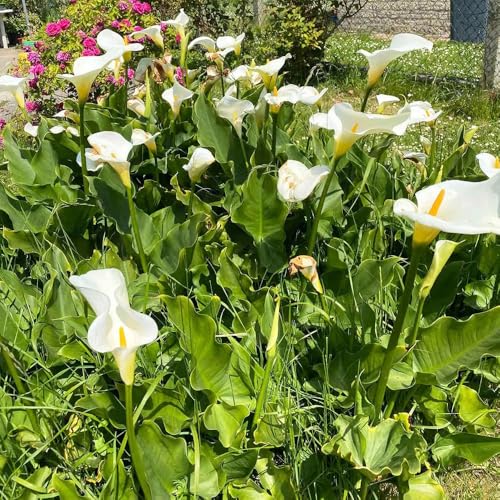 12 piezas bulbos de cala resistentes - en resistentes, exóticas al invierno para balcones, del jardín de la decoración del balcón,
