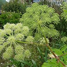 Angelica Angelica archangelica - Grow Now or Store for Future Planting - Capsule of 30 Seeds
