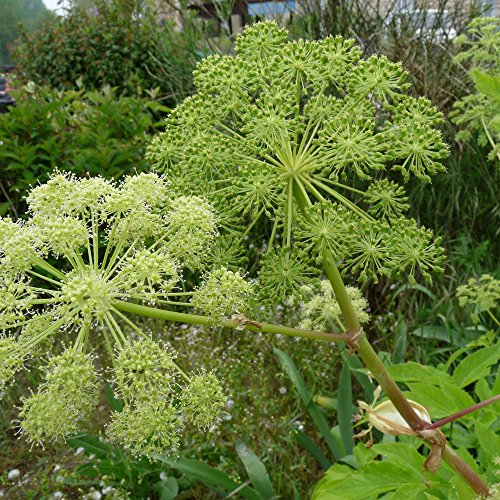 Palm Beach Medicinal Herbs - Angelica (Angelica archangelica) - Packet of 30 Seeds