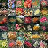New Fresh 10pcs Mixed Grevillea Flower Seeds Generic