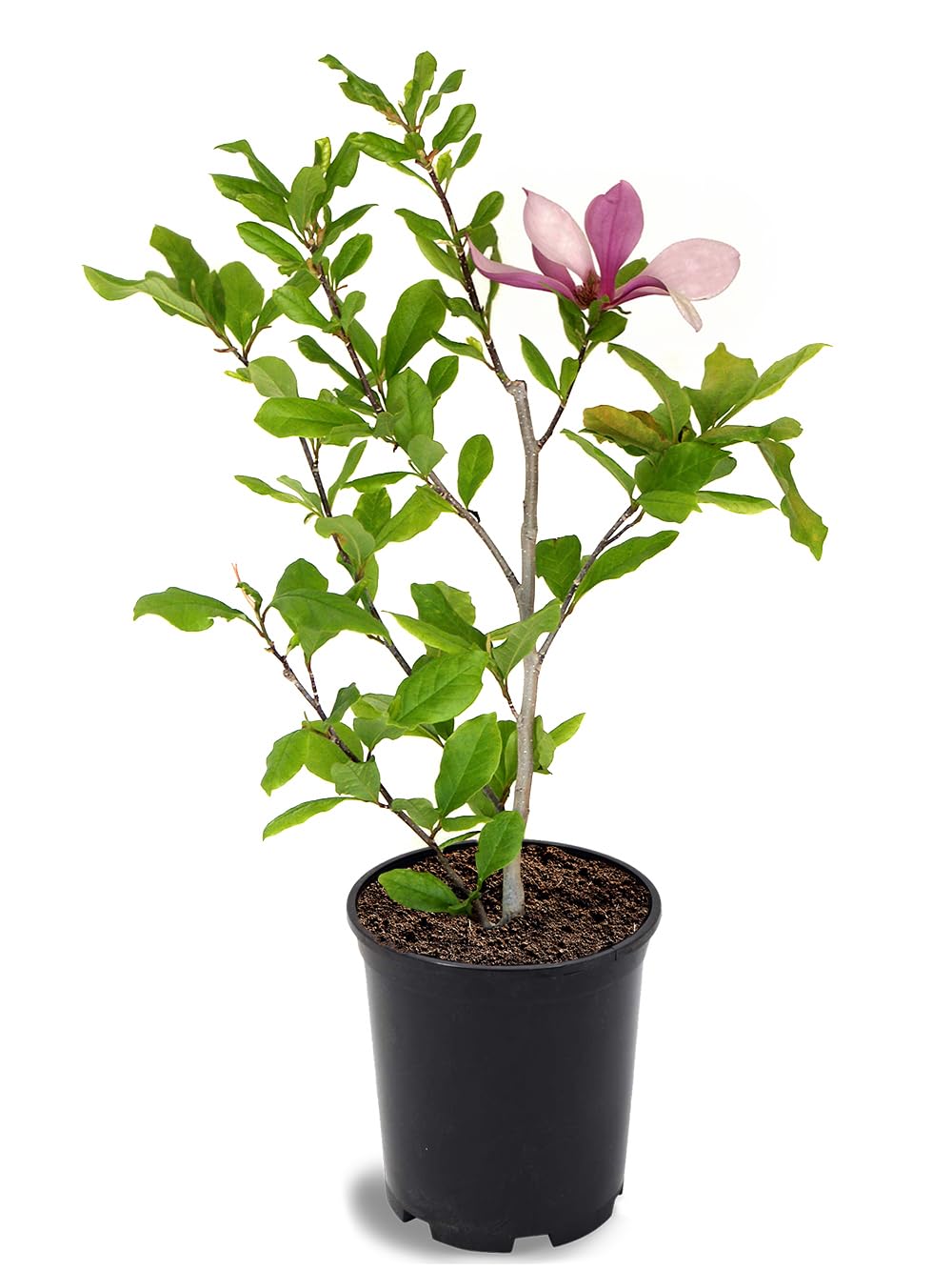 Alexandrina Japanese Magnolia