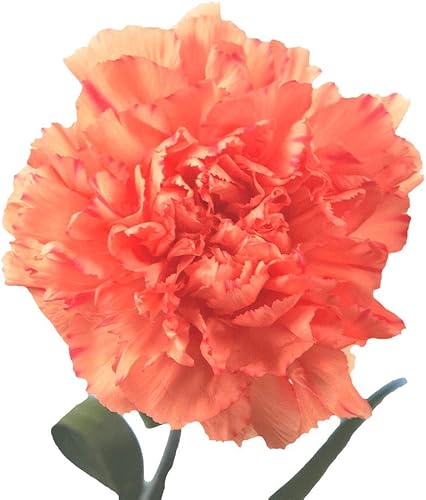 Vista 19 de GlobalRose 100 flores amarillas de clavel – Claveles de origen responsable – Ramo fresco seleccionado a mano para graduación, aniversario