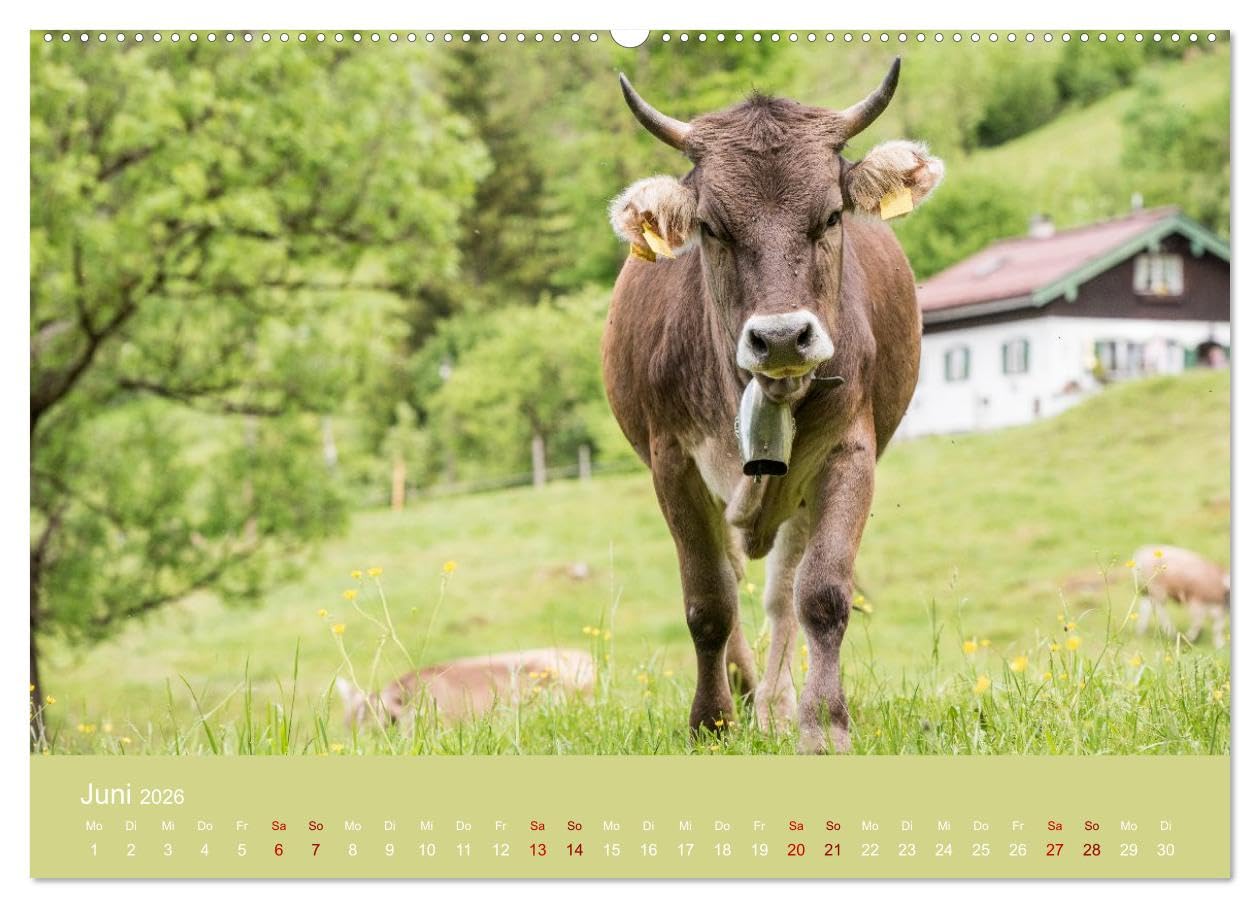 Allgäuer Rindvieh 2026 (hochwertiger Premium Wandkalender 2026 DIN A2 quer), Kunstdruck in Hochglanz: Ein Kalender für alle Allgäu- und Kuhliebhaber. (CALVENDO Tiere)